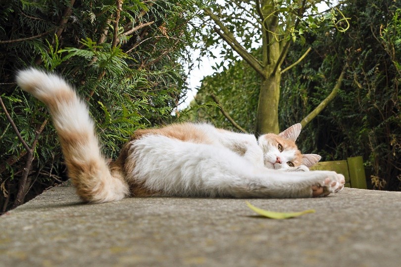 cat wagging its tail