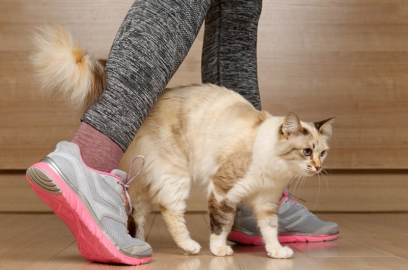 cat walking in between a woman's feet