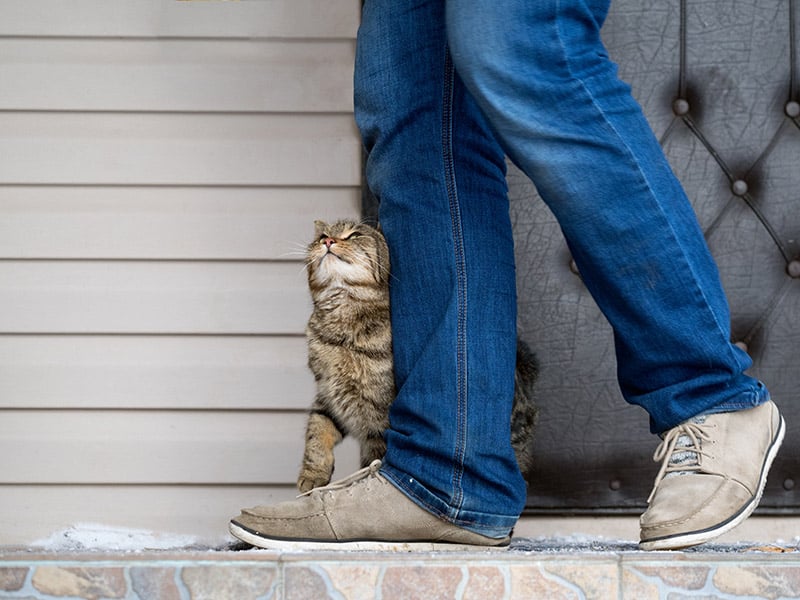 cat walking next to its owner