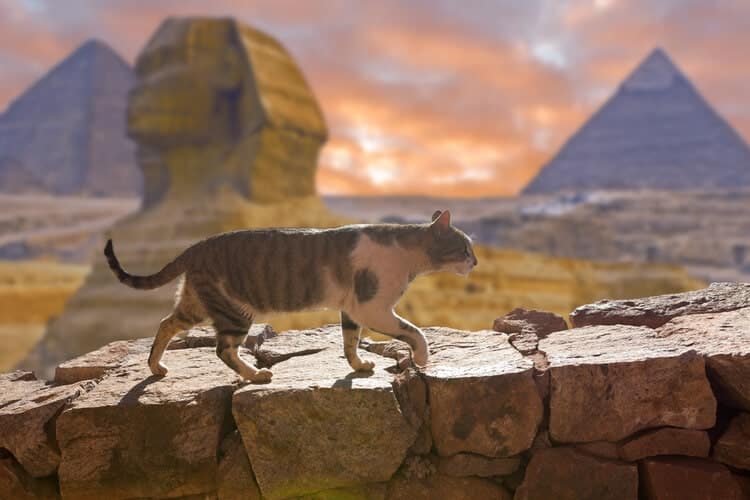 cat walking in egypt