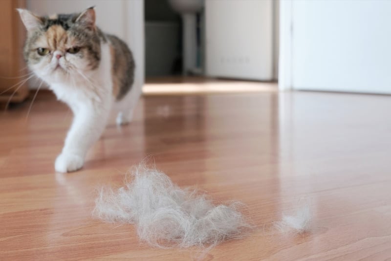 cat walking on wooden floor