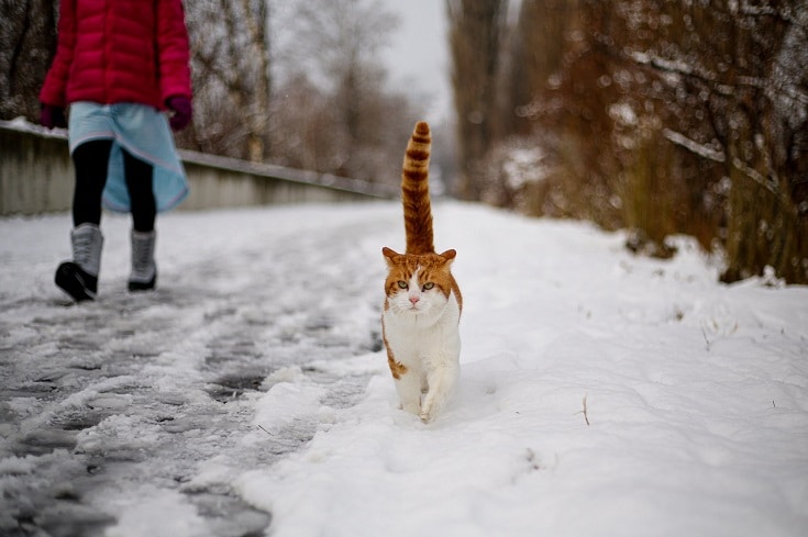 cat walking with a girl