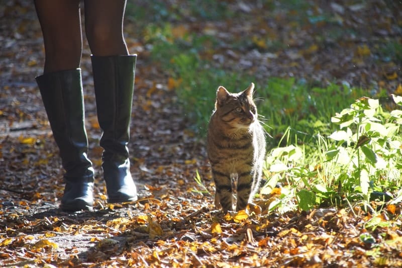 cat walking with her owner