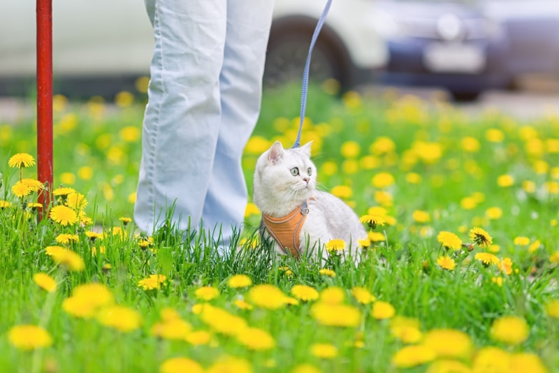 cat walks with owner on grass with dandelions near a car park