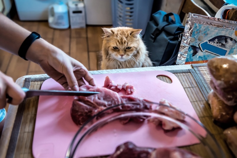 cat watches as the owner cuts raw meat