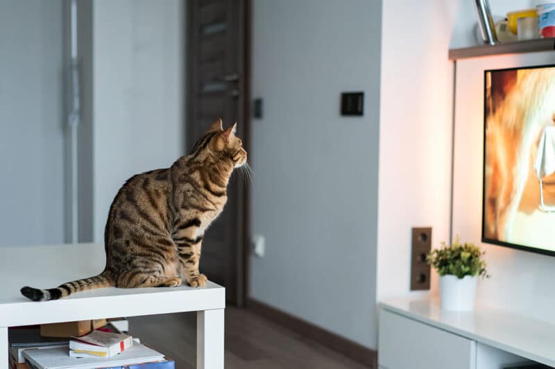 cat watching television