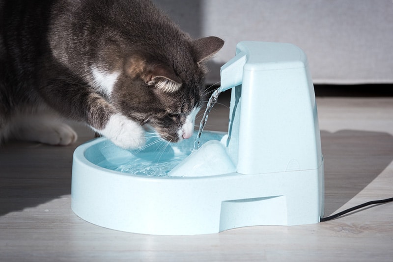 cat water fountain