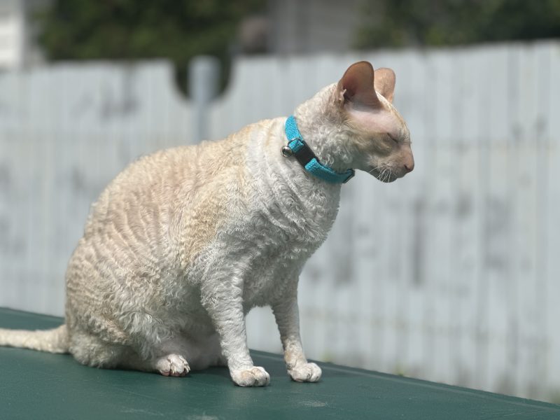 cat wearing Hepper collar