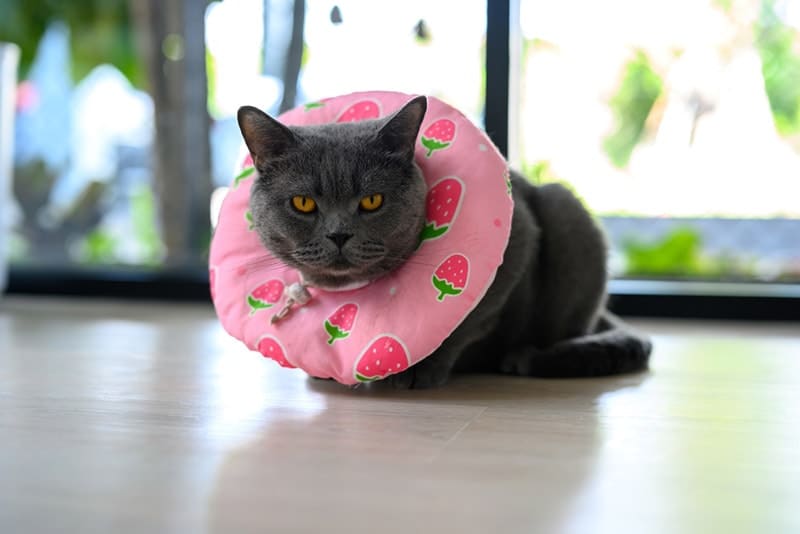 cat wearing a collar made of cloth