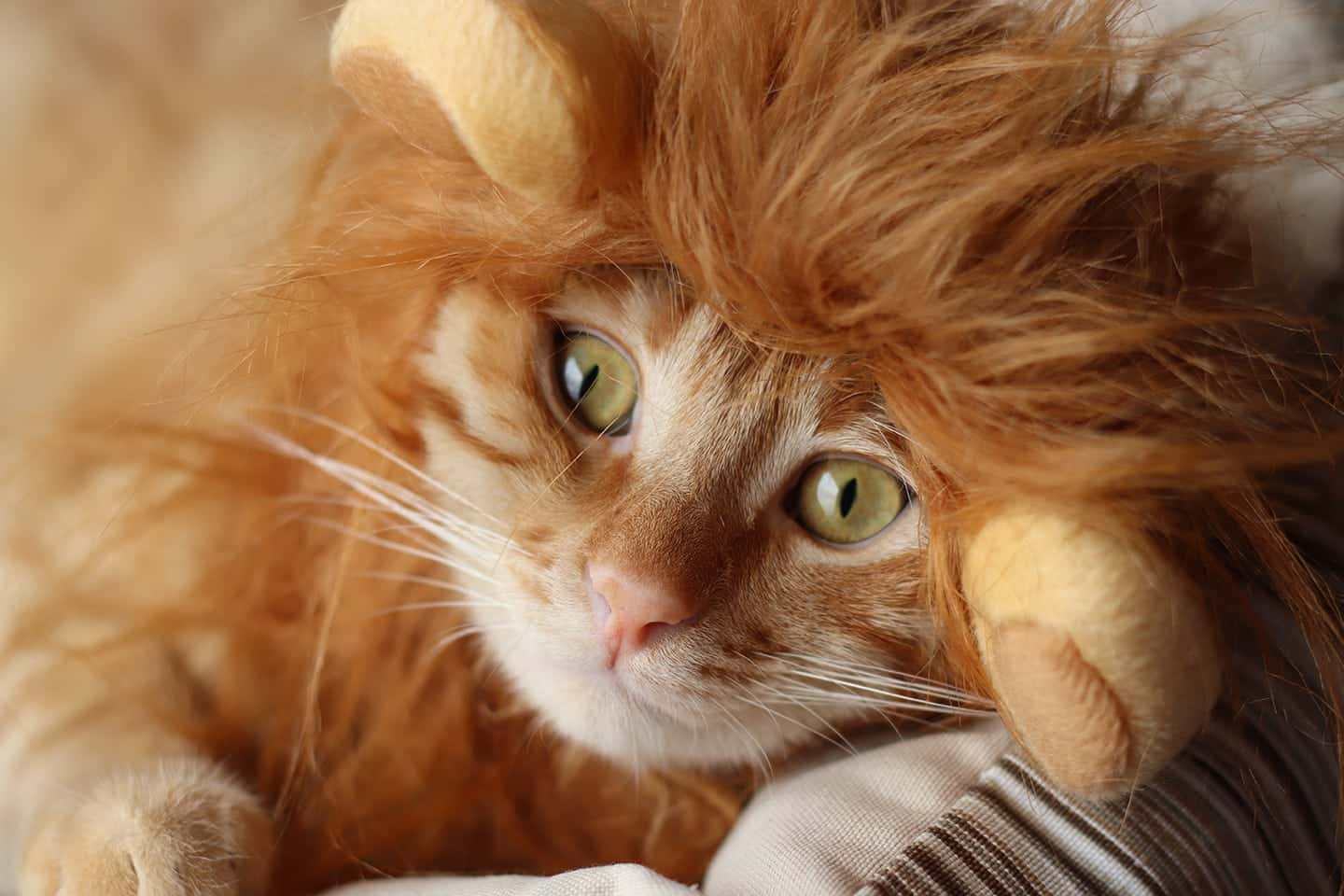 cat wearing lion wig