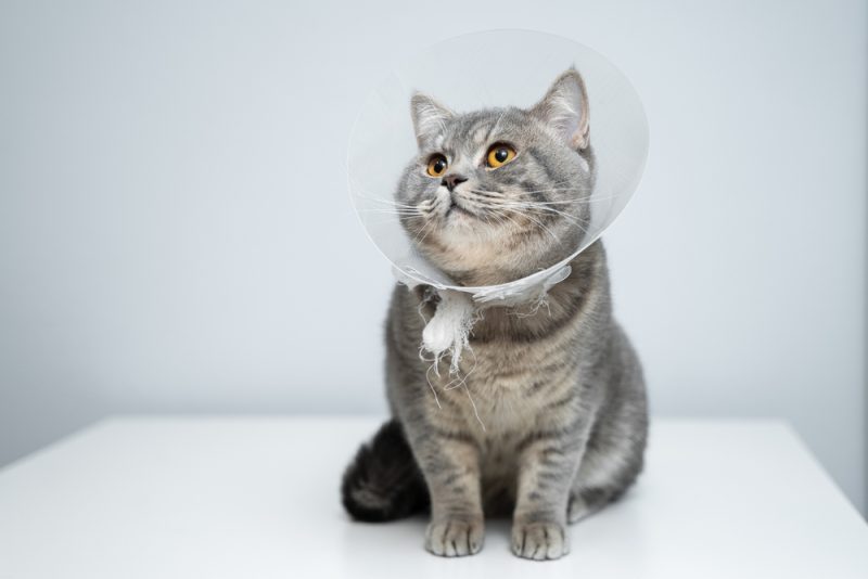 cat wearing an ecollar