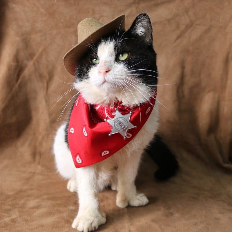 cat wearing cowboy costume