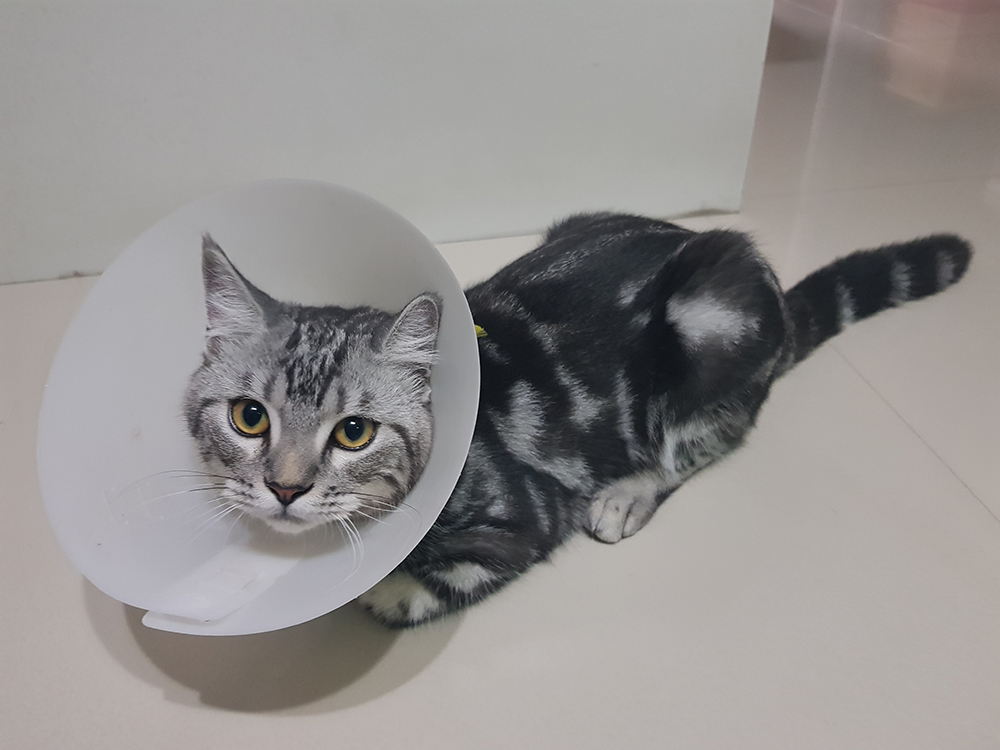 cat wearing e-collar after neutering