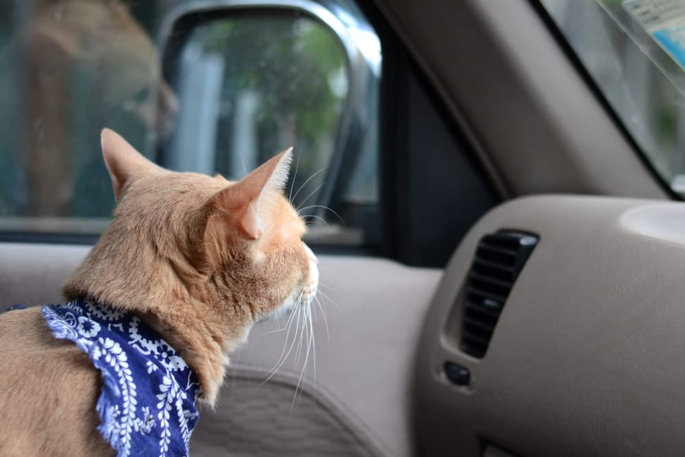 cat wearing fabric collar looking out the car window