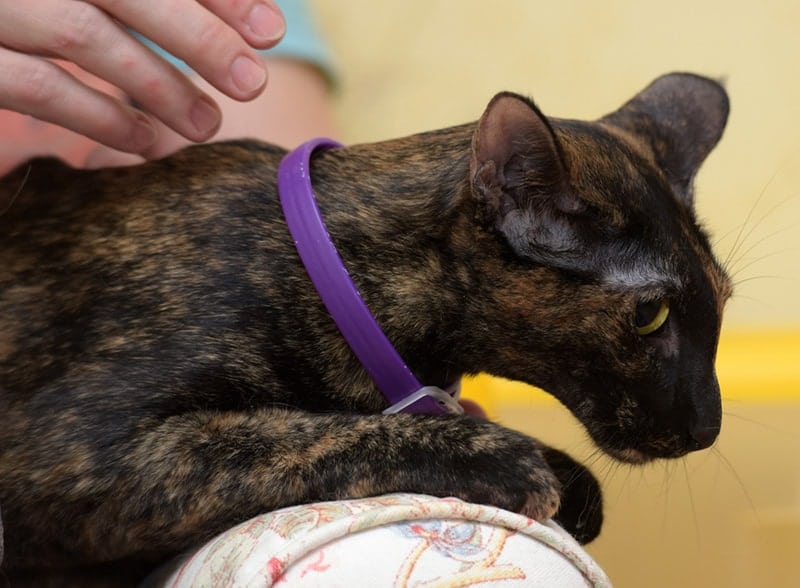 cat wearing flea and tick collar
