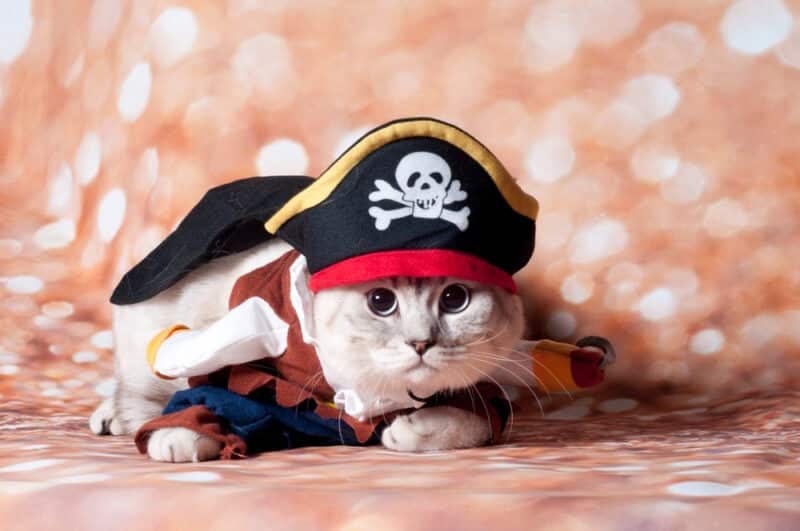 cat wearing pirate costume