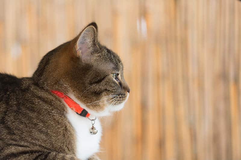 cat wearing red collar