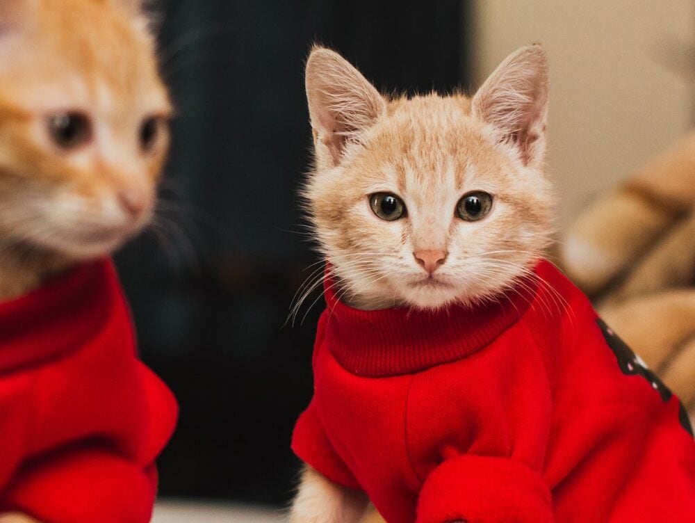 cat wearing red