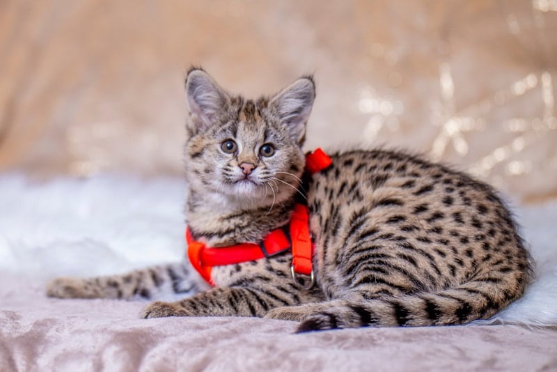 cat wearing red harness