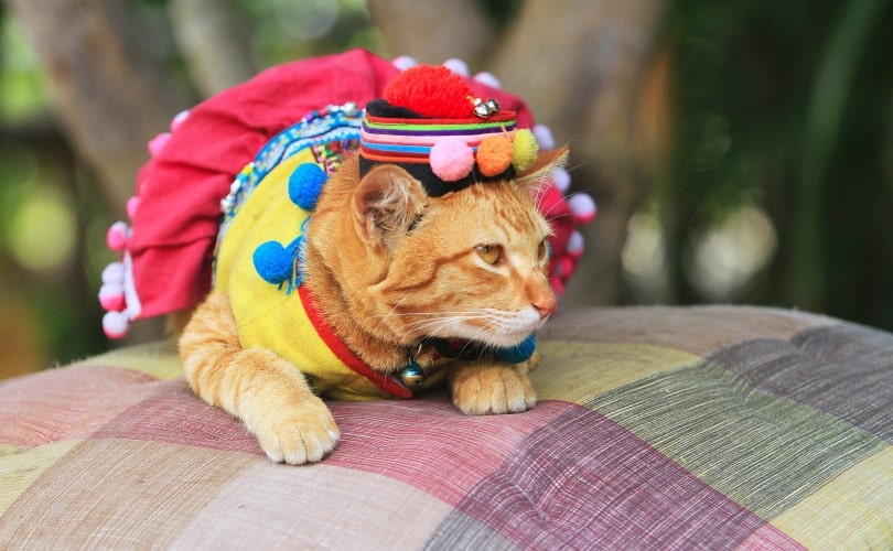 cat wearing tribe costume