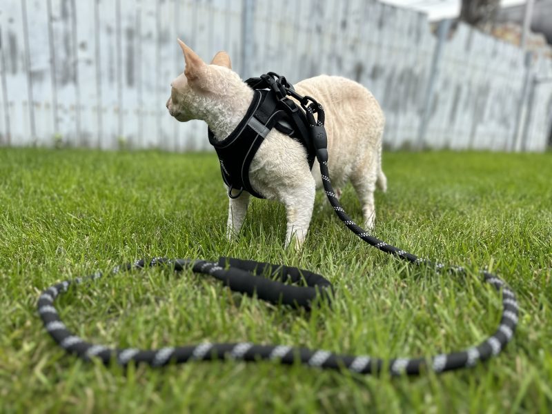cat with Hepper cat leash and harness