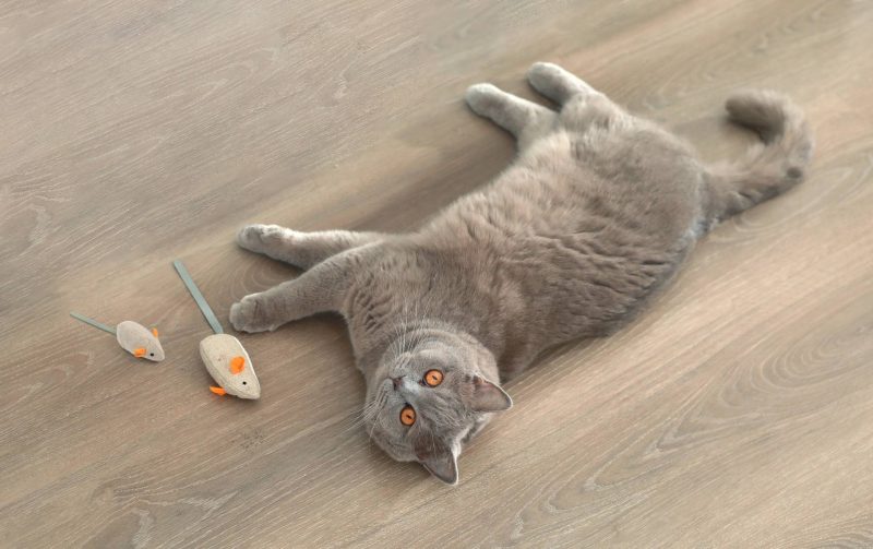 cat with Hepper mice toy