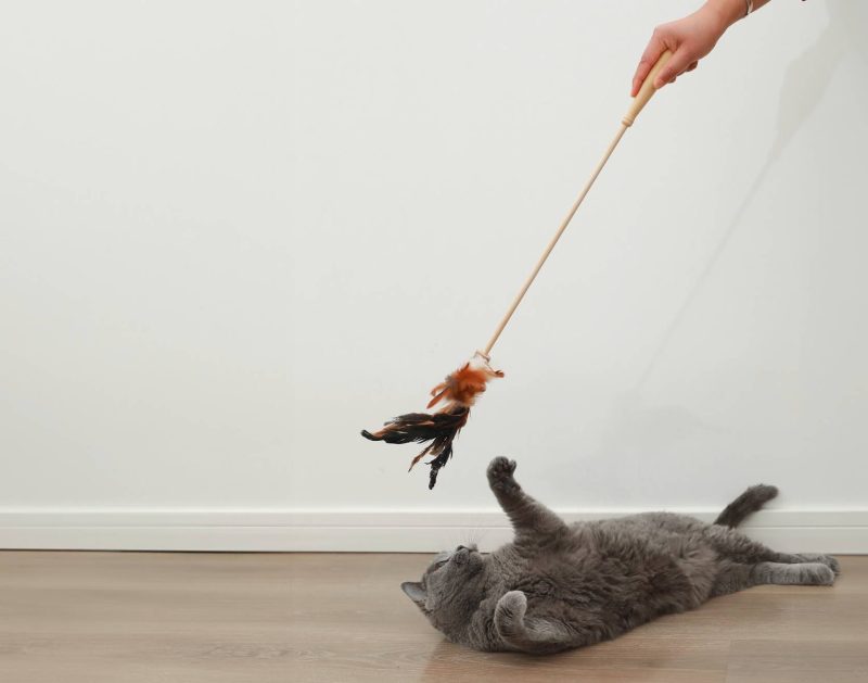 cat with Hepper wand toy