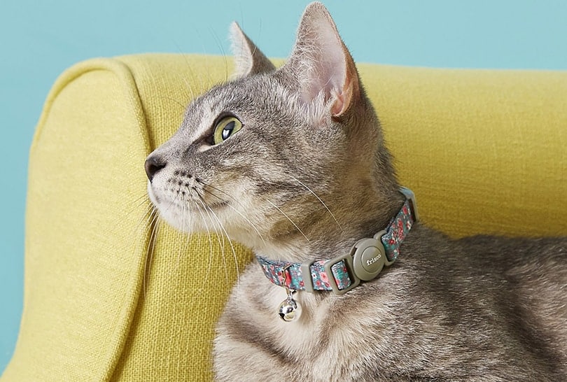 cat with a breakaway collar
