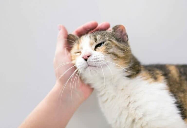 Why Do Cats Like Their Ears Rubbed? 5 Vet Reviewed Reasons Catster