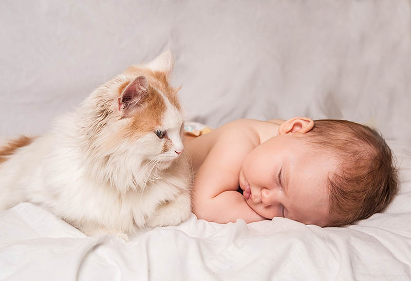 cat with a sleeping baby
