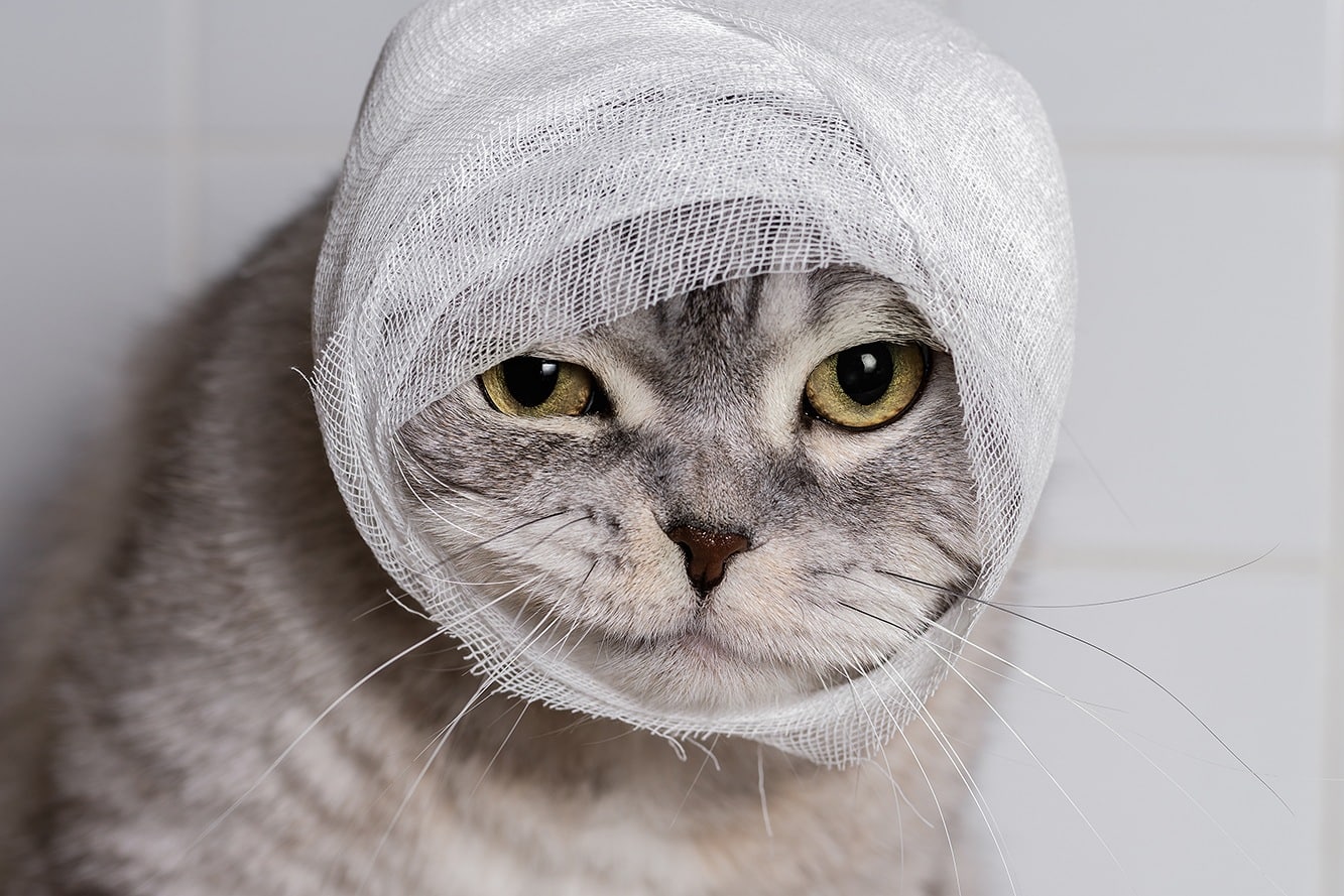 cat with bandage