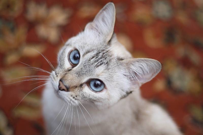 cat with blue eyes tilts its head