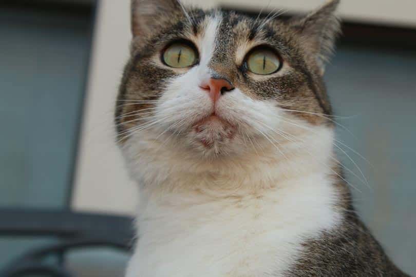 cat with chin acne