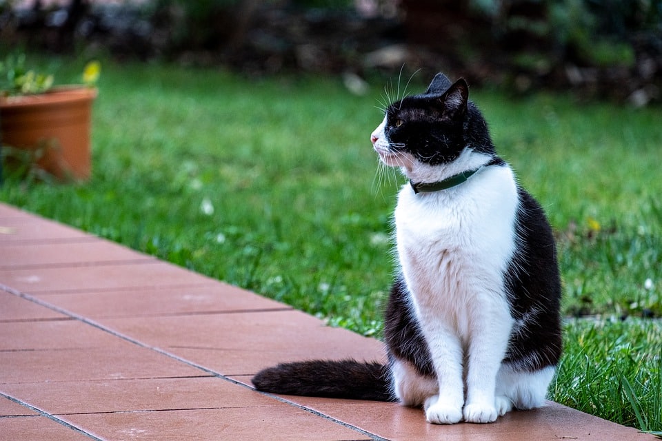 cat with collar_Pixabay