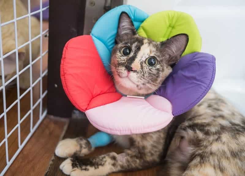 cat with cone