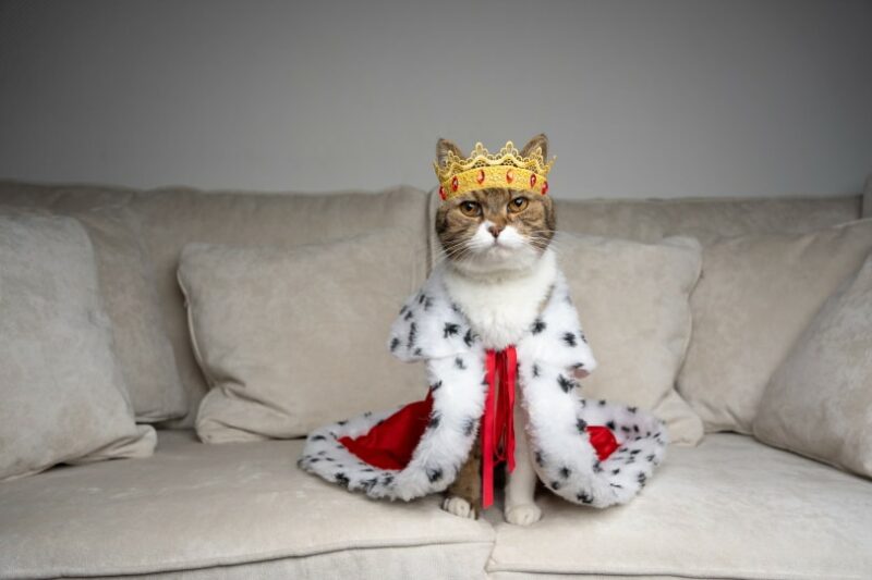 cat with costume on couch