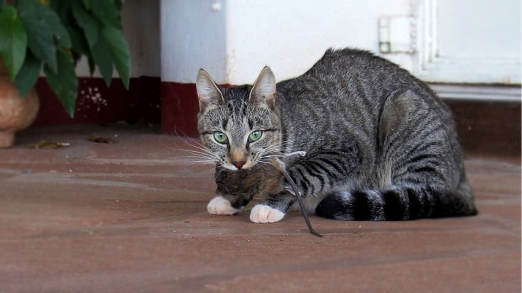 cat with dead rat