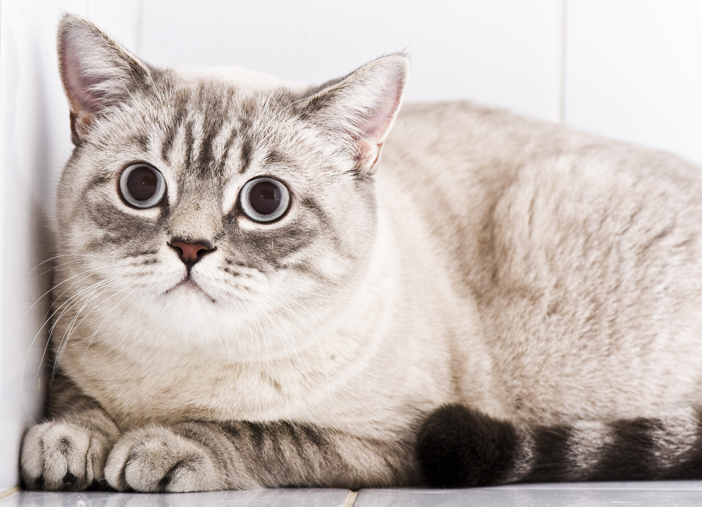 cat with dilated pupils