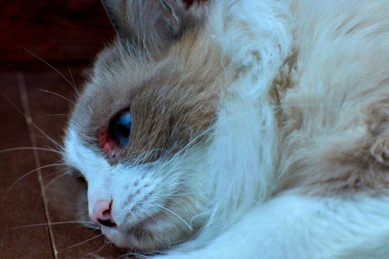 cat with eye wound