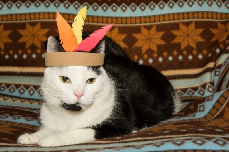 cat with indian costume