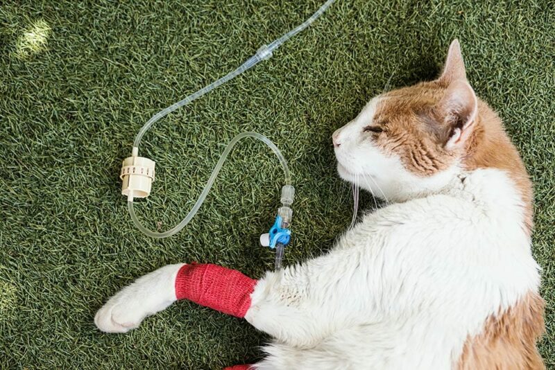 cat with kidney failure