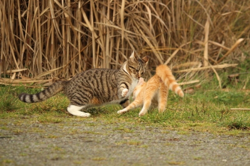 cat with kitten outdoors