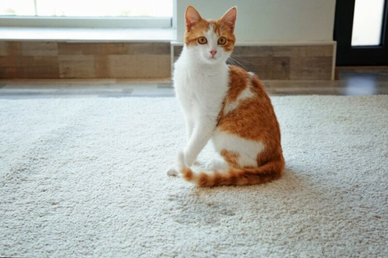 cat with pee stain on the carpet