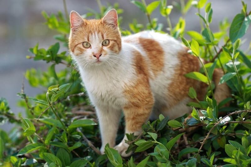 cat with plants-pixabay