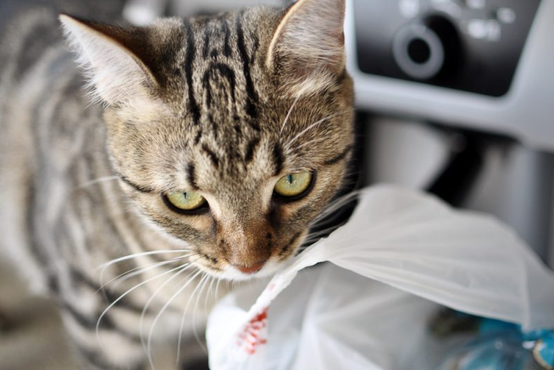cat with plastic bag in the kitchen