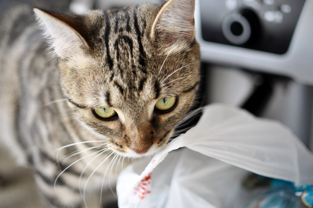 cat with plastic bag in the kitchen