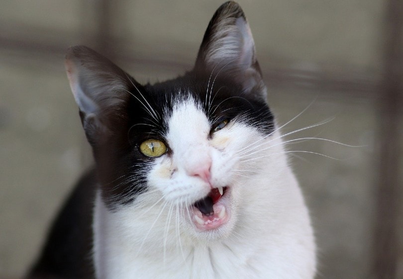 Why Is My Cat Squinting One Eye? (Vet Answer) Catster