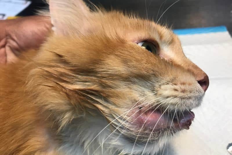 cat with swollen lower lip contain being examine by vet surgeon at vet clinic