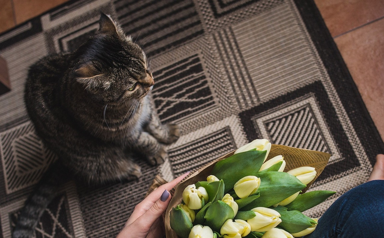 cat with tulip