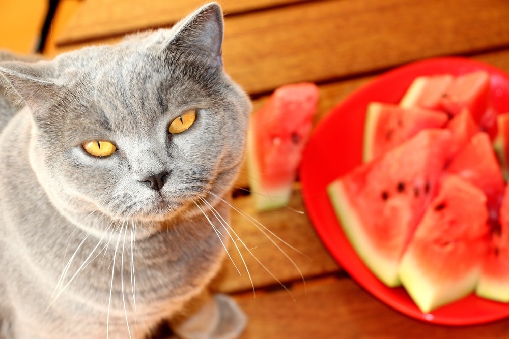 cat with watermelon